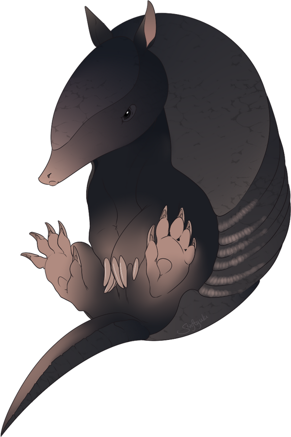 Armadillo doodle