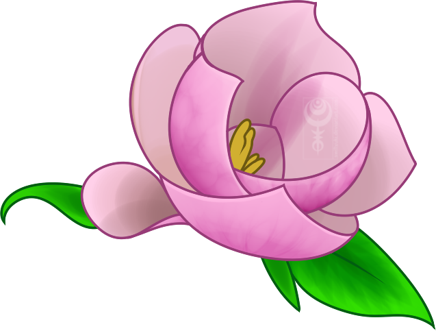A pink magnolia