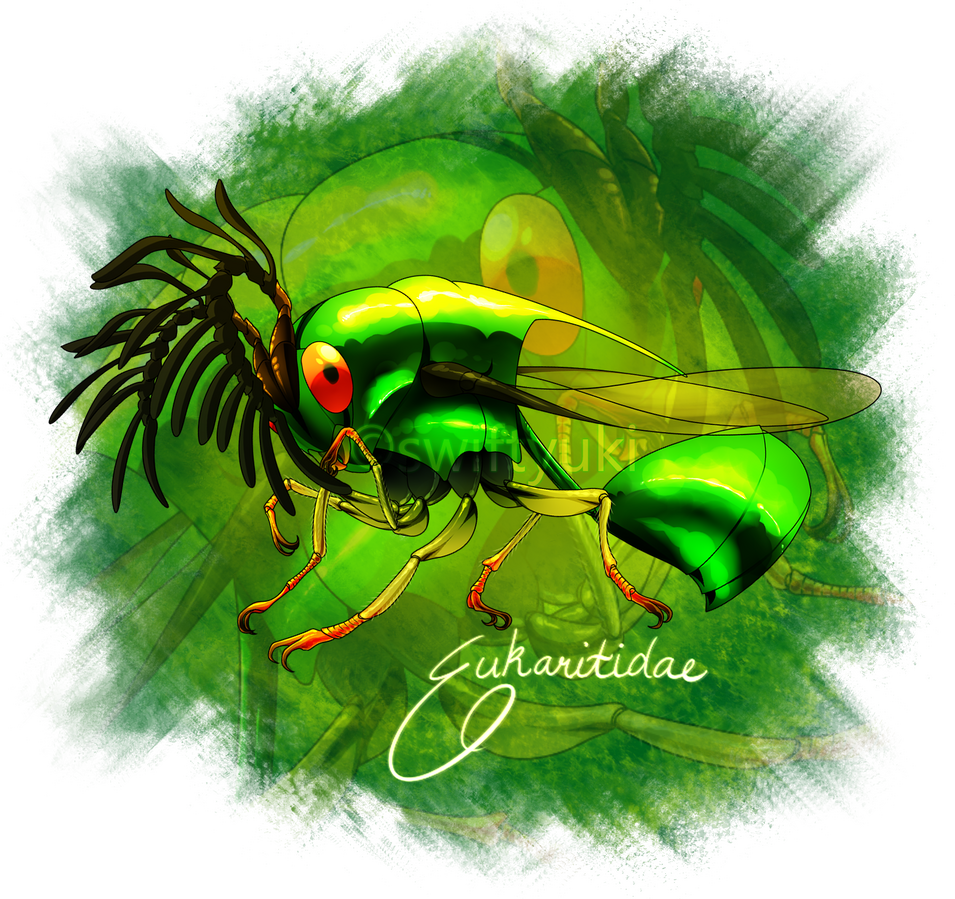 parasitoid wasp from the family "Eukaritidae"