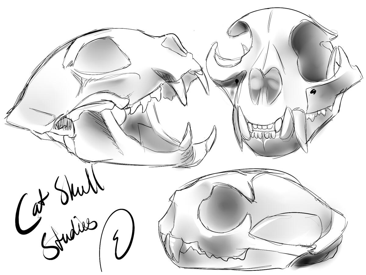 Cat skull studies