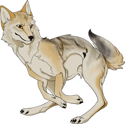 A coyote