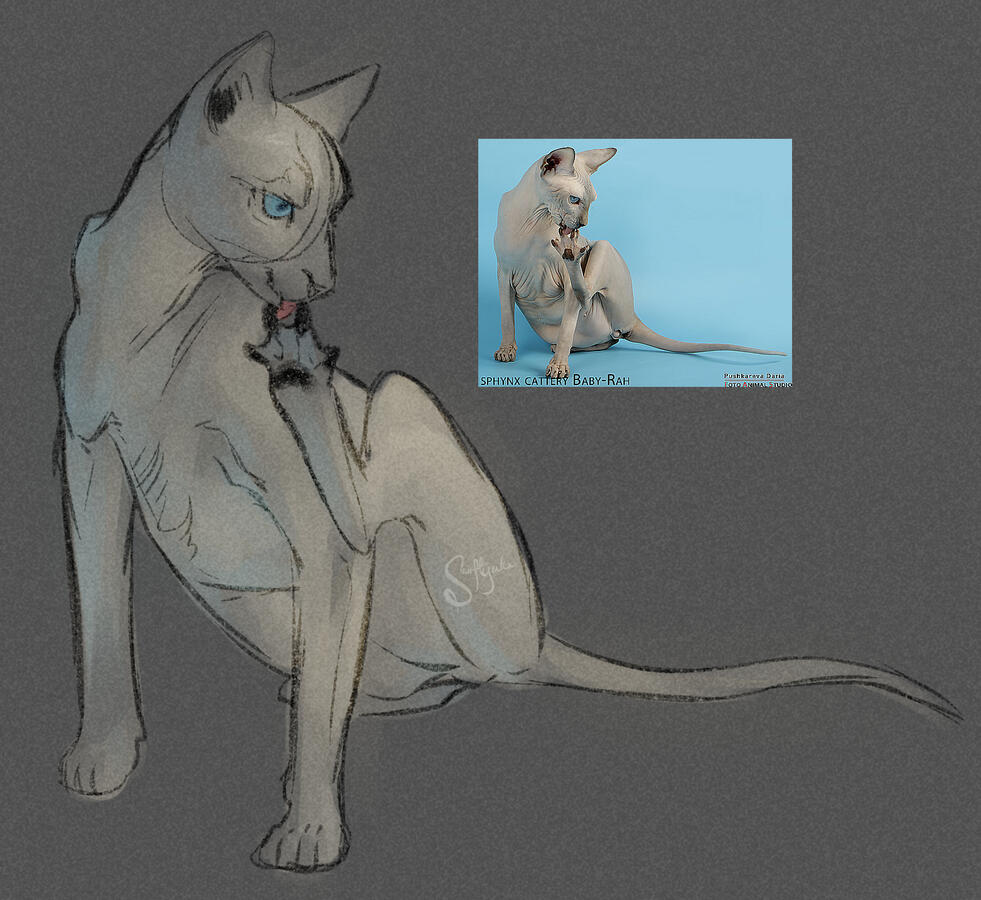 Sphynx cat study